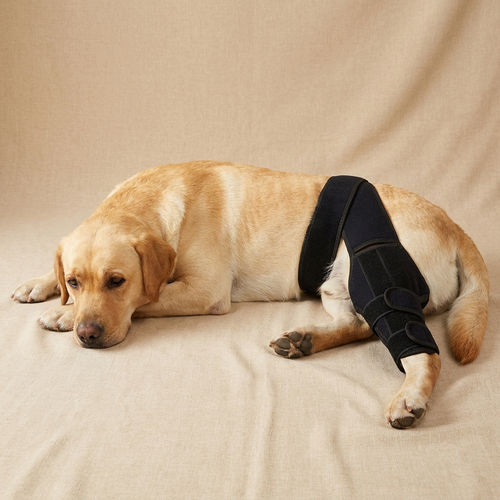 HOLT Stride CCL Knee Brace