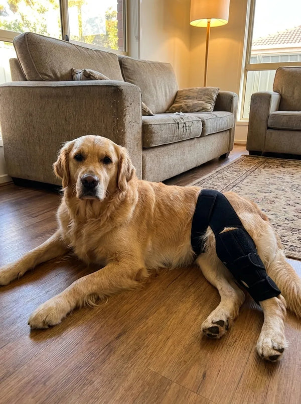 Margaret C's dog wearing the HOLT Stride brace
