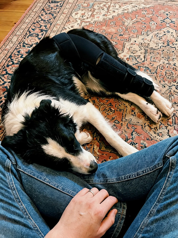 Tanya B's dog wearing the HOLT Stride brace