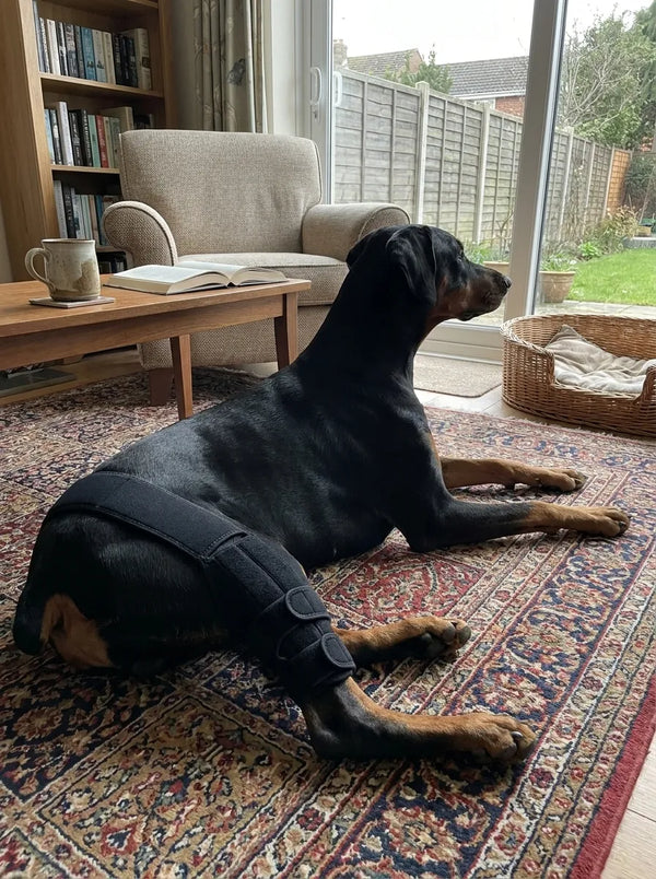 Michelle P's dog wearing the HOLT Stride brace